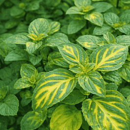 Мята Имбирная