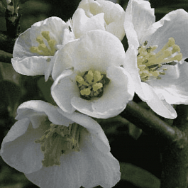 Айва прекрасная Nivalis