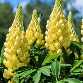Люпин многолистный Legendary Yellow Shades