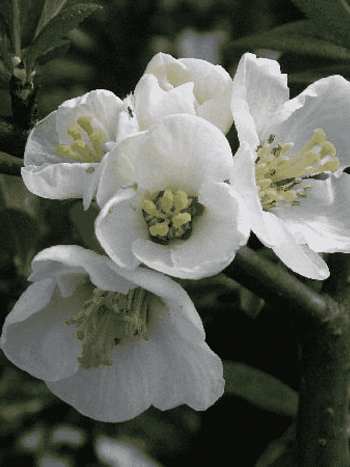 Айва прекрасная Nivalis