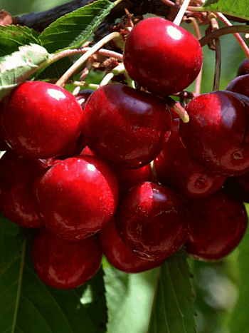 Черешня Родина