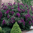 Буддлея давида Black Knight