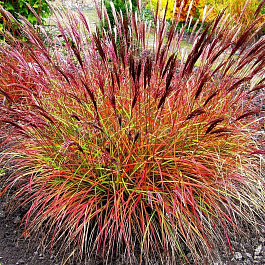 Мискантус китайский Ред Чиф