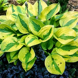 Хоста Glad Rags