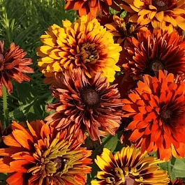 Рудбекия волосистая Cherokee Sunset