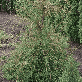 Туя западная Filiformis