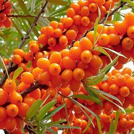 Облепиха Эссель Облепиха Эссель