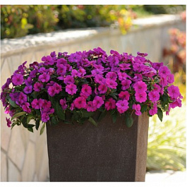 Бальзамин ново-гвинейский Дивайн Виолет Бальзамин ново-гвинейский Дивайн Виолет