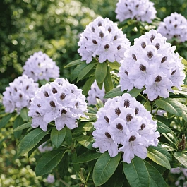 Рододендрон гибридный Calsap