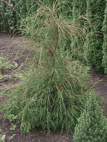 Туя западная Filiformis