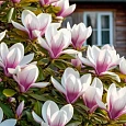 Магнолия гибридная Ricki