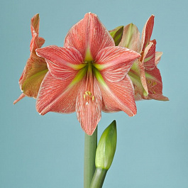 Амариллис простой Терра Котта Стар