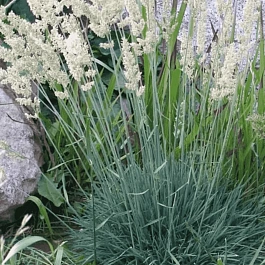 Колерия сизая Coolio