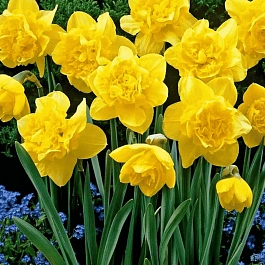 Нарцисс Dick Wilden