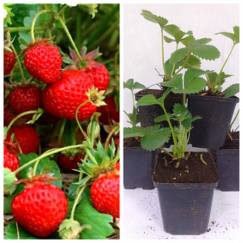 Земляника садовая Остара НАБОР 5ШТ