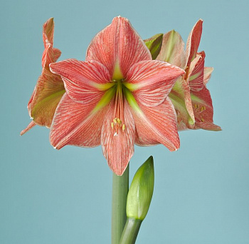 Амариллис простой Терра Котта Стар