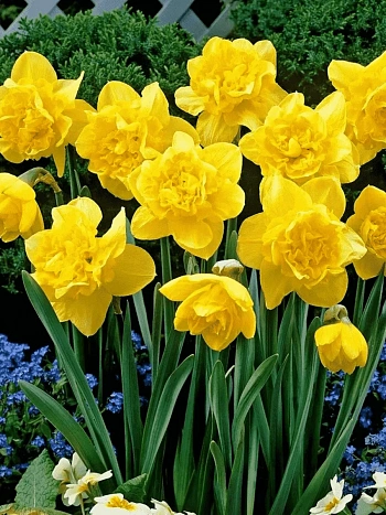 Нарцисс Dick Wilden