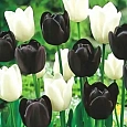 Подарочный набор Тюльпаны Black and White