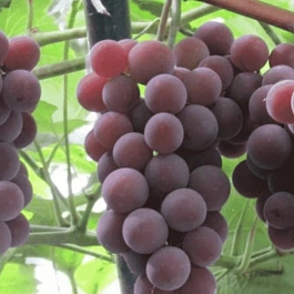 Виноград культурный Русский конкорд