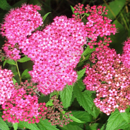 Спирея японская Энтони Ватерер Спирея японская Энтони Ватерер