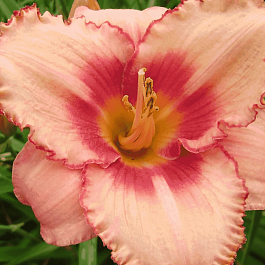 Лилейник Strawberry Candy