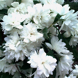 Жасмин садовый Шнеештурм