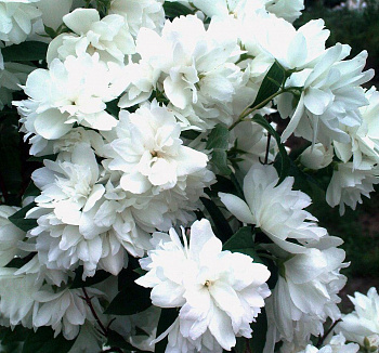 Жасмин садовый Шнеештурм