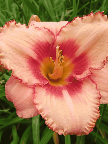 Лилейник Strawberry Candy