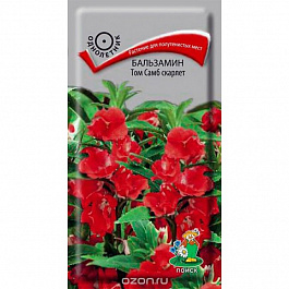 Бальзамин Том Самб скарлет