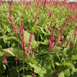 Горец стеблеобъемлющий Blackfield
