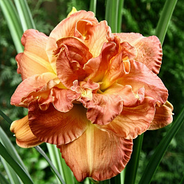 Лилейник гибридный Кендллайт Диннер НАБОР 2ШТ (1+1)