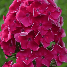 Флокс метельчатый Эльдар