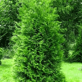 Туя западная Brabant