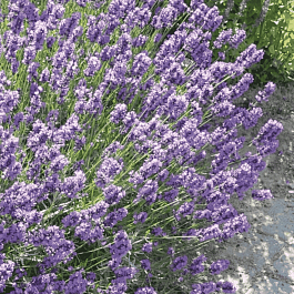 Лаванда Dwarf Blue