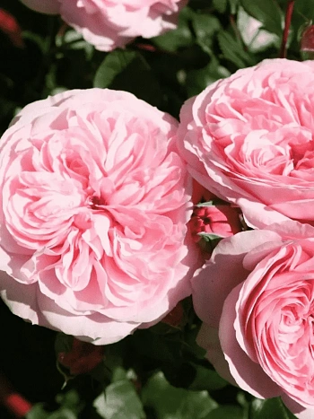 Роза Флорибунда Mariatheresia