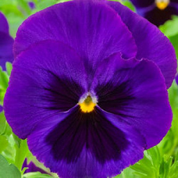 Виола крупноцветковая Экстрада Блю виз Блотч