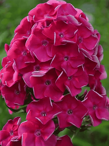 Флокс метельчатый Эльдар