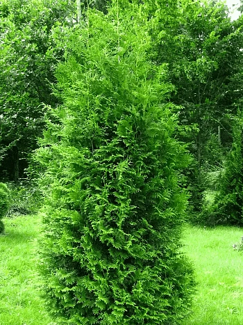 Туя западная Brabant