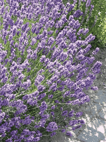 Лаванда Dwarf Blue