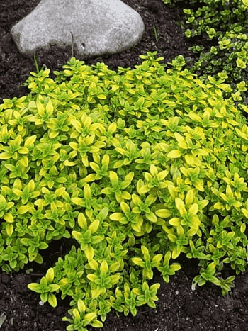 Тимьян лимоннопахнущий Aureus