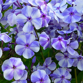 Флокс метельчатый Гжель Флокс метельчатый Гжель