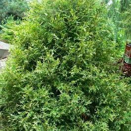 Туя западная Variegata