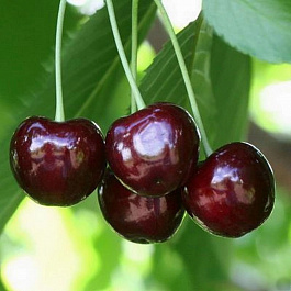 Черешня Ленинградская черная Черешня Ленинградская черная