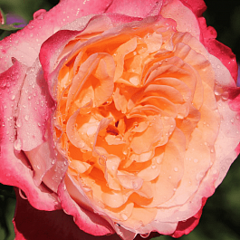 Роза чайно-гибридная Augusta Luise