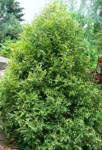 Туя западная Variegata