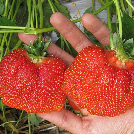 Земляника садовая Азия