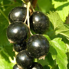 Смородина черная Чудное мгновение