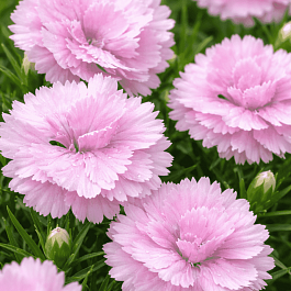 Гвоздика Перистая Double Rose