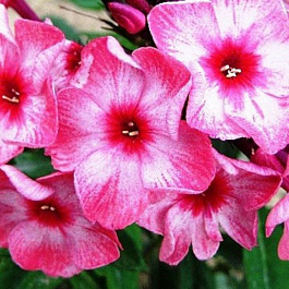 Флокс метельчатый Феррис Вил