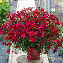 Кореопсис Блумсейшн Дрэгон